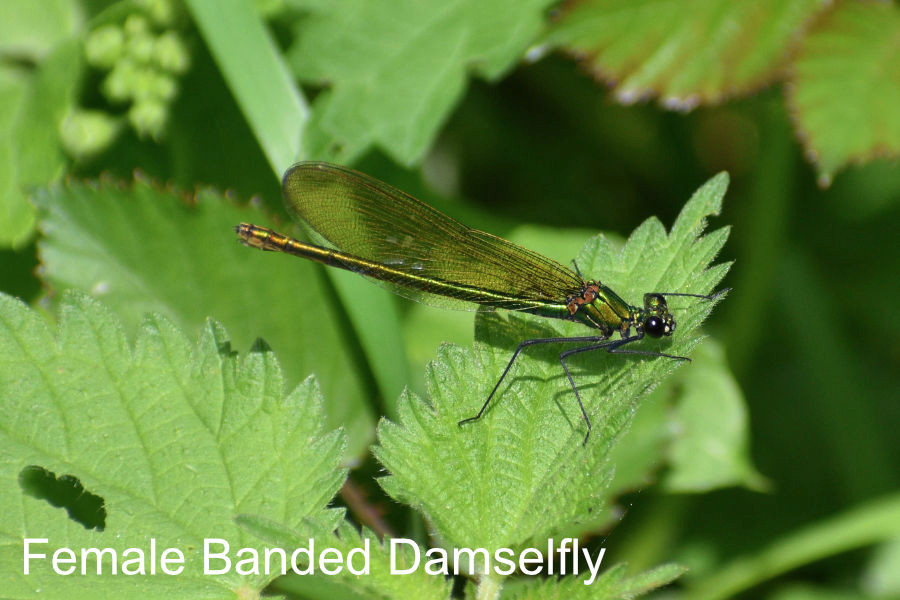 Female-Banded-Damselfly-900x600.jpg