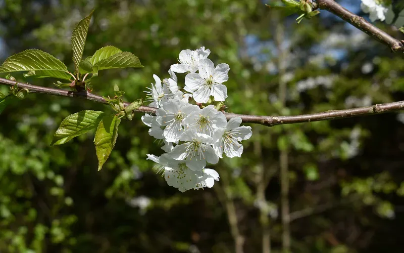 Orchard-14.webp