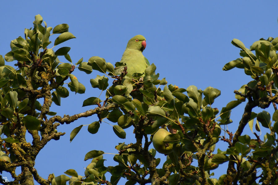 Parakeet-in-a-Peartree.jpg