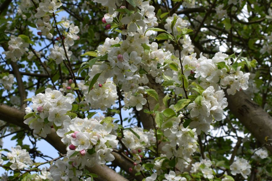 Orchard Apple Blossom