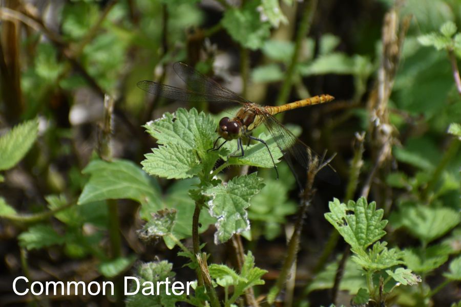 Common-Darter-900x600.jpg