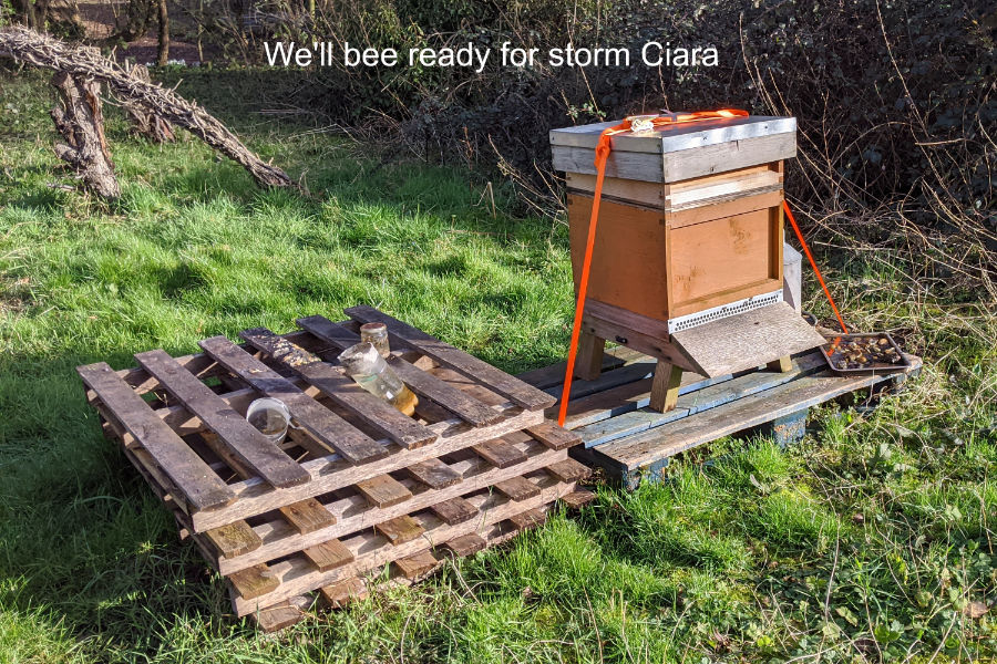 Bee-ready-Site.jpg
