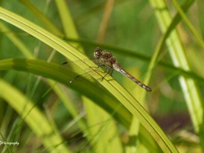 Female-Common-Darter-Dragonfly.jpg