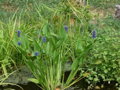 Pond-Plants2