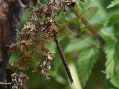 Male-Brown-Hawker-Dragonfly