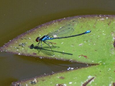 Male-Small-Red-Eyed-Damselfly