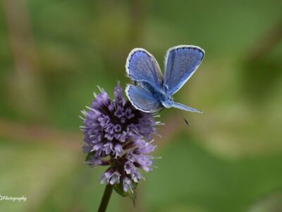 Male-Common-Blue-Butterfly.jpg