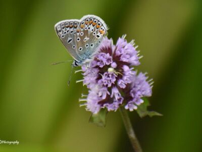 Male-Common-Blue-Underwing.jpg