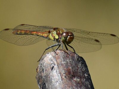 Male-Common-Darter-Dragonfly