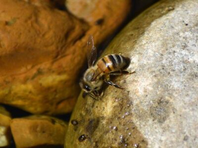 Bee-Drinking.jpg-3375