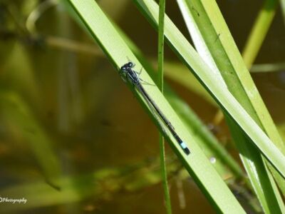 Blue-Tailed.jpg-3375