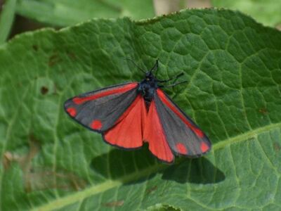 Cinnabar-Moth.jpg-3375