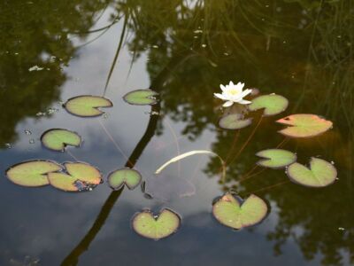Water-Lily.jpg