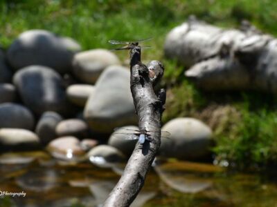 Dragonflies.jpg-3375