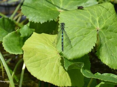 Female-Azure-Damselfly.jpg-3375