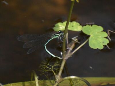 Female-Azure-Damselfly1.jpg-3375