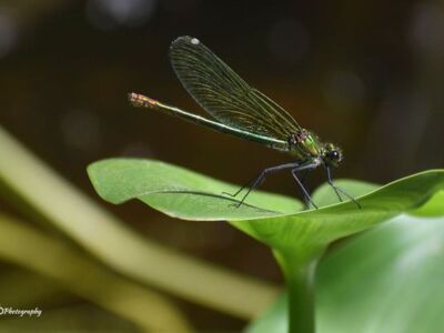 Female-Beautiful-Demoiselle.jpg-3375