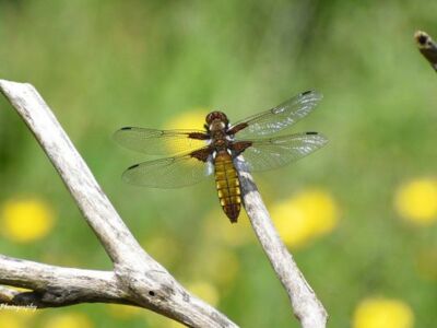 Female-Broad-Bodied-Chaser.jpg-3375