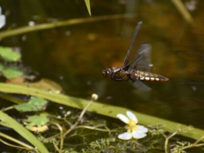 Female-Four-Spotted-Chaser1.jpg-3375