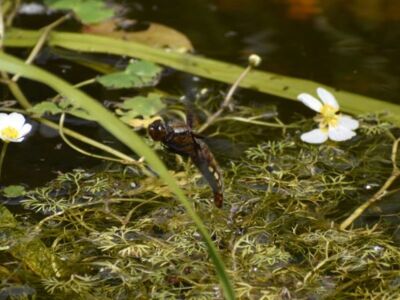 Female-Four-Spotted-Chaser2.jpg-3375