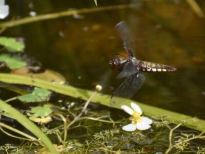 Female-Four-Spotted-Chaser3.jpg-3375