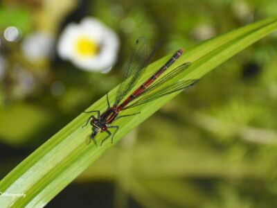 Female-Large-Red.jpg-3375