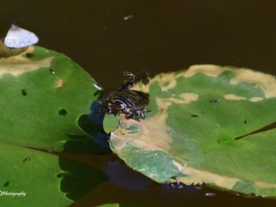 Great-Diving-Beetle.jpg-3375