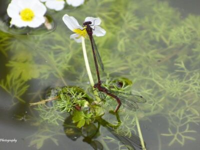 Laying-Eggs.jpg-3375