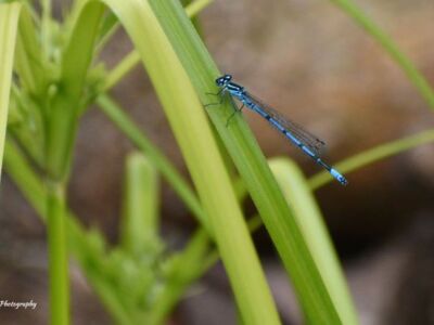 Male-Comon-Blue-Damselfly.jpg-3375