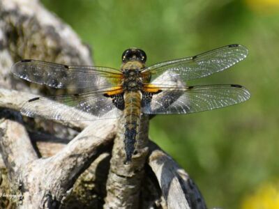 Male-Four-Spotted-Chaser.jpg-3375