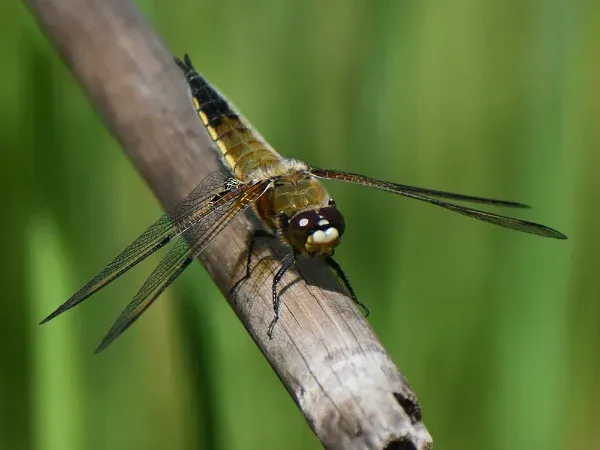 Male Four Spotted Chaser Dragonfly