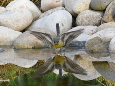 Male-Wagtail.jpg-3375