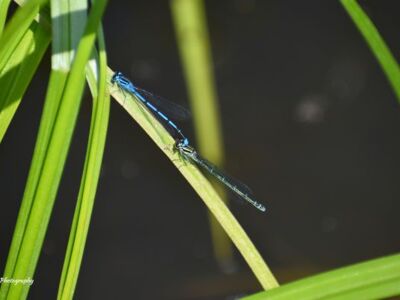 Pair-Common-Blue-Damselfy.jpg-3375