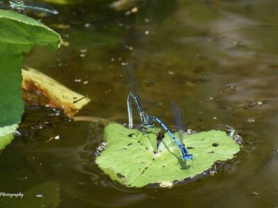 Pair-Common-Blue-Damselfy1.jpg-3375