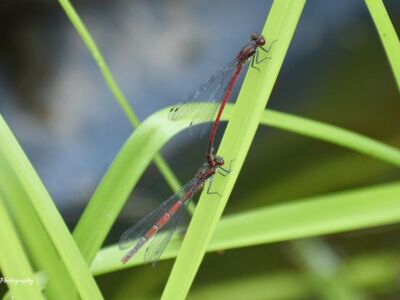 Pair-Large-Red-Damselfly.jpg-3375