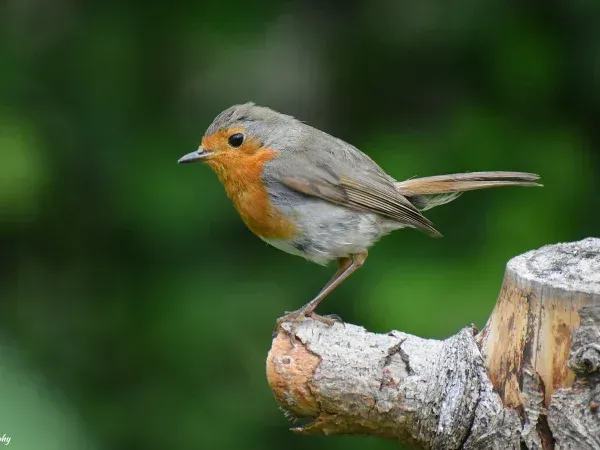 Robin Photo