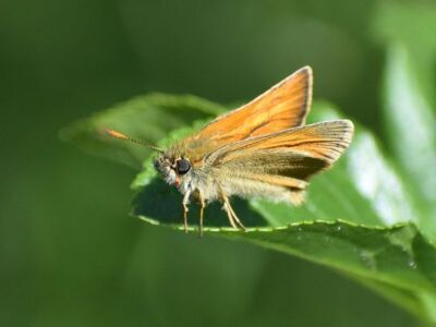 Small-Skipper.jpg-3375