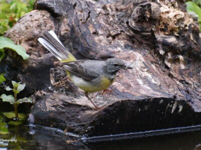 Wagtail-Collecting.jpg-3375